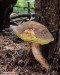 Hřib osmahlý (Houby), Xerocomus ferrugineus (Fungi)
